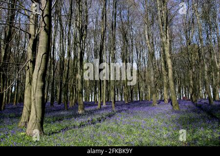 Una splendida esposizione di bluebells (Hyacinthoides non-scripta) a Faringdon, Oxfordshire, Regno Unito Foto Stock