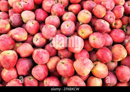 Un mazzo di mele rosse croccanti biologiche appena raccolte presso il banco del mercato dei prodotti agricoli locali. Concetto di cibo pulito. Frutta dolce per la misura e guarire Foto Stock