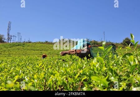 Gli operai della piantagione del tè che raccolgono nel campo a Mukumbani Tea Tenuta in Sud Africa Foto Stock