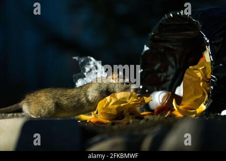 Ratto marrone indagando un cestino di notte in urbano dintorni Foto Stock