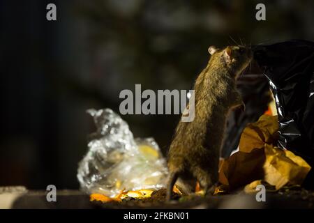 Ratto marrone indagando un cestino di notte in urbano dintorni Foto Stock