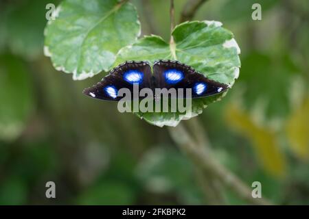 Una farfalla di luna blu (Hypolimnas bolina), poggiata su una foglia nel giardino. Conosciuto anche come la Grande mosca di Eggfly o la comune mosca di Eggfly. Foto Stock