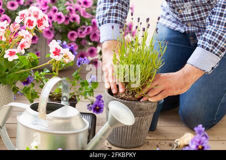 uomo giardiniere piantando pansy, fiori di lavanda in vaso di fiori in giardino sulla terrazza Foto Stock