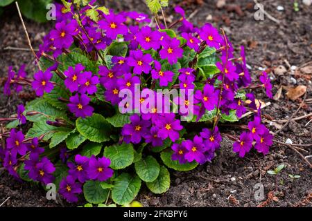 Primrose in fiore nel giardino primaverile. Fatto in un giorno nuvoloso. Luce soffusa. Foto Stock