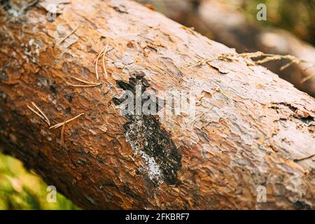 Marchi di orsetto su albero di pino caduto Foto Stock