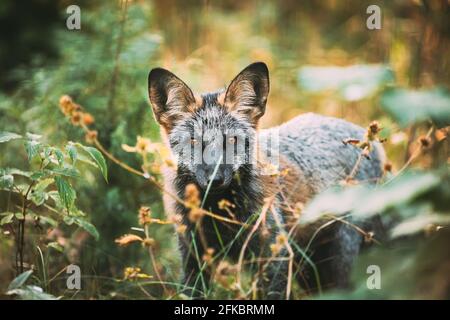 Bielorussia. Volpe d'argento Vulpes vulpes nella foresta d'autunno. Chiudi Fox Foto Stock