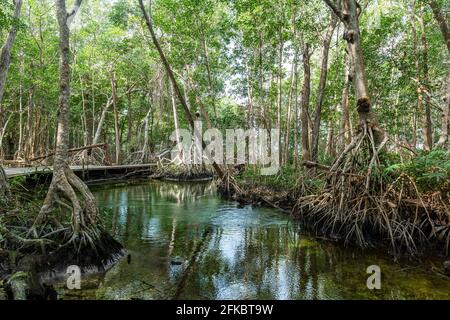 Mangoves nella Riserva della Biosfera del Rio Celestun UNESCO, Yucatan, Messico, Nord America Foto Stock