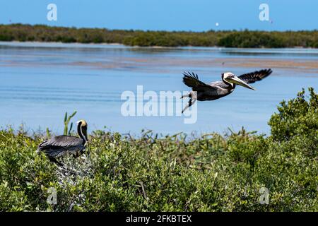 Pellicano bruno (Pelecanus occidentalis), Isola Holbox, Yucatan, Messico, Nord America Foto Stock