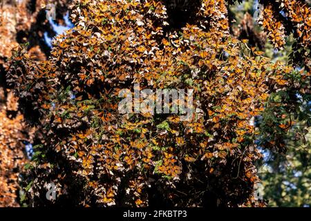 Milioni di farfalle che coprono gli alberi, la Riserva della Biosfera delle Farfalle Monarch, Patrimonio dell'Umanità dell'UNESCO, El Rosario, Michoacan, Messico, Nord America Foto Stock