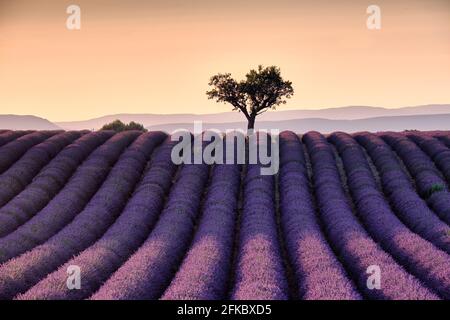 Albero solitario in cima a un campo di lavanda al tramonto, Valensole, Provenza, Francia, Europa Foto Stock