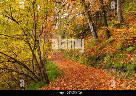 Percorso boschivo attraverso una foresta decidua in autunno, Watersfeet, Exmoor National Park, Devon, Inghilterra, Regno Unito, Europa Foto Stock