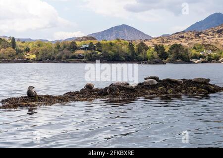 Glengarriff, West Cork, Irlanda. 30 Apr 2021. L'isola di Garinish ha riaperto al pubblico oggi dopo una chiusura forzata a causa della pandemia di COVID-19. Foche su una piccola isola vicino all'isola di Garinish. Credit: AG News/Alamy Live News Foto Stock