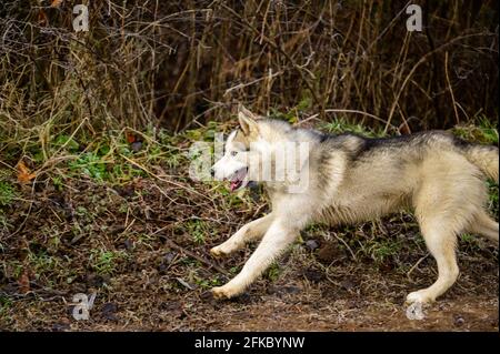 Cavalcare il cane della razza Siberiana Husky nel bosco in una passeggiata, mattina gelata sull'erba nel tardo autunno. Nuovo Foto Stock