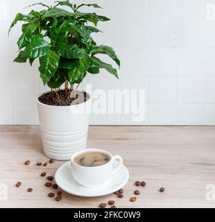 Germogli di albero di pianta di caffè in una pentola, tazza di caffè e chicchi di caffè tostati sul tavolo Foto Stock