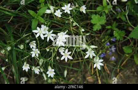 Un sacco di piccoli fiori bianchi da vicino. Sfondo orizzontale. Screensaver minimalista con elementi della natura e dell'ambiente. Foto Stock