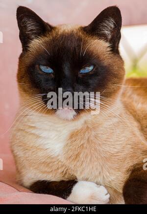 tricolore siamese gatto testa ritratto Foto Stock