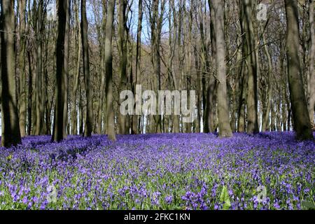 Una splendida esposizione di bluebells (Hyacinthoides non-scripta) a Faringdon, Oxfordshire, Regno Unito Foto Stock