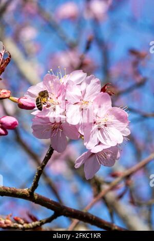 Prunus sargentii una pianta primaverile fiorente di ciliegio con fiore rosa nella stagione primaverile che è comunemente conosciuto come ciliegia di Sargent, s. Foto Stock