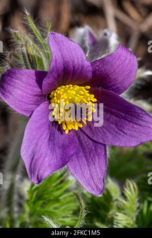 Pulsatilla vulgaris una pianta porpora fiore primavera comunemente noto come pasqueflower o anemone prato che è in fiore durante marzo e aprile, stock Foto Stock