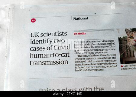 "Gli scienziati del Regno Unito identificano due casi di trasmissione da uomo a gatto di Covid" Guardian Pagina dell'articolo del giornale coronavirus pandemic Londra UK 24 aprile 2021 Foto Stock