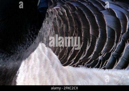 Dettaglio piombine di uccello bianco e nero. Uccello bianco e nero Barnacle Oca, Branta leucopsis, Francia. Uccello in erba. Scena di fauna selvatica da Foto Stock