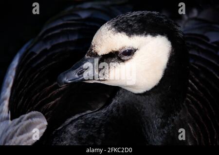 Ritratto di dettaglio di un bellissimo uccello bianco e nero. Uccello bianco e nero Barnacle Oca, Branta leucopsis, Francia. Uccello in erba. Scena faunistica f Foto Stock