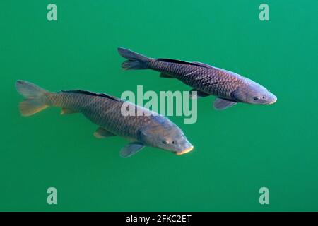 Carpa comune europea, Cyprinus carpio, pesce d'acqua dolce diffuso nell'acqua verde blu. Carpa nell'habitat, laghetto in Svizzera. Due pesci vicino a. Foto Stock