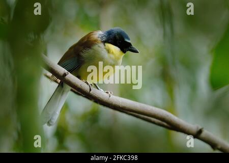 Il brivido ridente coronato da blu o il ridicolo di Courtois, Garrulax Dryonastes courtoisi. Blu, giallo e nero songbird seduto sulla roccia con verde Foto Stock