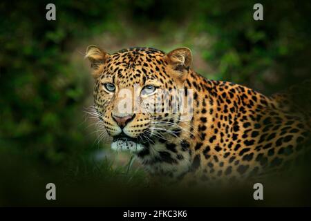 leopardo di Amur dell'Estremo Oriente, Panthera pardus orientalis, ritratto di dettaglio del gatto selvatico nell'habitat naturale della foresta verde. Gatto macchiato leopardo dalla Cina, Foto Stock