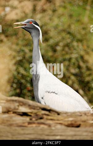 Demoiselle Crane, Antropoides virgo, uccello nascosto nell'erba vicino all'acqua. Dettaglio ritratto di bella gru. Uccello in habitat naturale verde, India Foto Stock