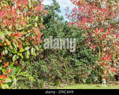 Cespugli a foglia rosa e verde. ‘Red Robin’ a sinistra (Photinia fraseri), ‘Pink Marble’ (Photinia cassini) a destra. Il centro non è in fiore californiano Lilac. Foto Stock