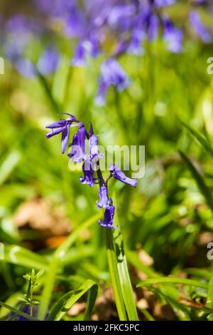 Bluebell inglese, hyacinthaceae non-scripta, primavera, Bourne Woods, Lincolnshire, Inghilterra. Foto Stock