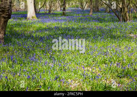 Bluebell inglese, hyacinthaceae non-scripta, primavera, Bourne Woods, Lincolnshire, Inghilterra. Foto Stock