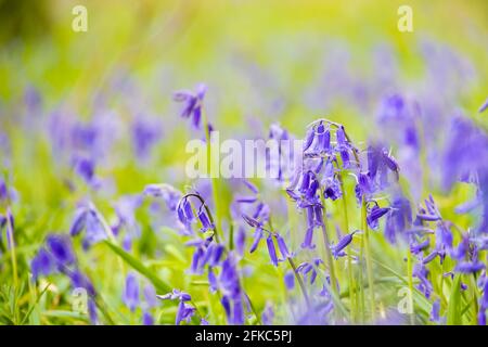 Bluebell inglese, hyacinthaceae non-scripta, primavera, Bourne Woods, Lincolnshire, Inghilterra. Foto Stock