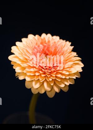 La gerbera è un genere di piante della famiglia dei fiori di canestro. Il genere contiene circa 20 specie selvatiche che si trovano in Sud America, Africa. Foto Stock