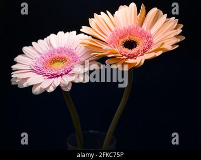 La gerbera è un genere di piante della famiglia dei fiori di canestro. Il genere contiene circa 20 specie selvatiche che si trovano in Sud America, Africa. Foto Stock