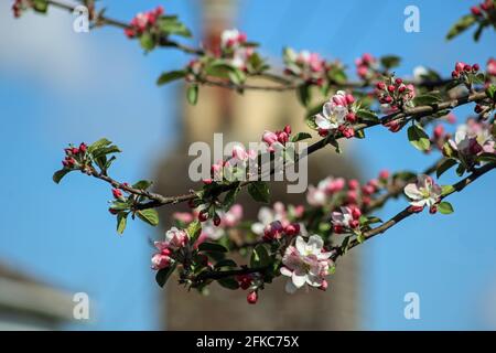 Gemme rosa e formicolato fiore bianco sul ramo di un albero di mele in un ambiente urbano Foto Stock