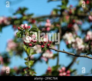 Un ramo con la fioritura della mela conferma che la primavera è qui Foto Stock
