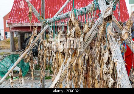 Lo stock di pesce in Islanda pende su una cornice di legno. Foto Stock