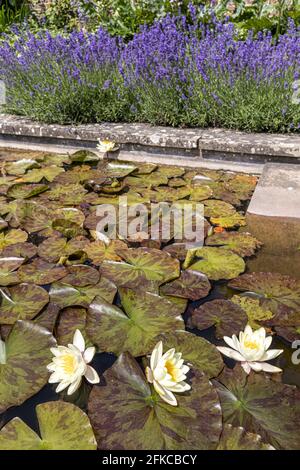 Gigli d'acqua gialli in un laghetto frangiato da lavanda. Foto Stock