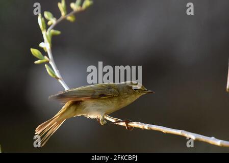 KIEV, UCRAINA - 29 APRILE 2021 - Un chiffchaff comune è arroccato sul ramo, Kiev, capitale dell'Ucraina. Foto Stock