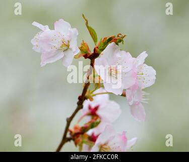 Un bianco fiore di prugne giapponese isolato alla fine del ramo Foto Stock
