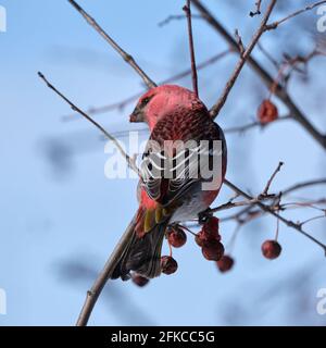 Vista posteriore del Pino Grossbeak maschio, enucleatore Pinicola, mangiare frutti di bosco con tutte le piume posteriori Foto Stock