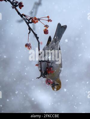 Pino Grosbeak femmina, enucleatore Pinicola, che mangia bacche appese a testa in giù durante una tempesta di neve il giorno d'inverno Foto Stock