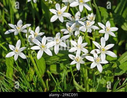 Stelle del latte in fiore, ornitogallo, in primavera Foto Stock