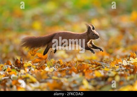 Carino scoiattolo rosso eurasiatico (Sciurus vulgaris) saltellando in lettiera foglia sul pavimento della foresta in autunno Foto Stock