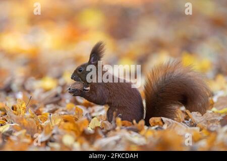 Carino scoiattolo rosso eurasiatico (Sciurus vulgaris) raccolta di dadi sul terreno in lettiera foglia sul terreno forestale in bosco d'autunno Foto Stock