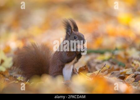 Carino scoiattolo rosso eurasiatico (Sciurus vulgaris) raccolta di dadi sul terreno in lettiera foglia sul terreno forestale in bosco d'autunno Foto Stock