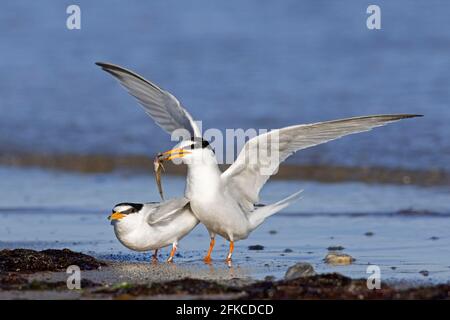 Piccola terna ad anello (Sternula albifrons / Sterna albifrons) maschio che offre pesce a femmina, parte della mostra di corteggiamento sulla spiaggia Foto Stock