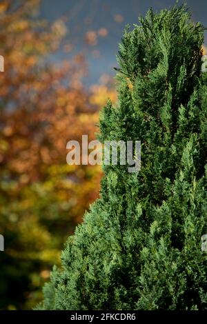 Albero Evergreen su un albero deciduo sfondo in un giardino maturo in autunno. Inghilterra, Regno Unito Foto Stock